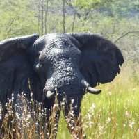 3G / Visites culturelles - schrecklich schön. Elefant – Mensch – Elfenbein / Humboldt Forum - COMPLET