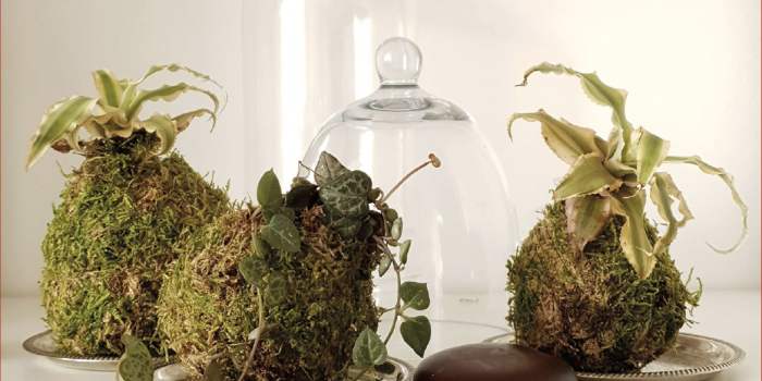 C'est moi qui l'ai fait : Kokedama.